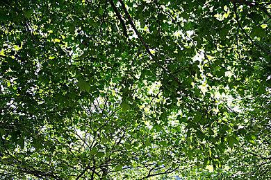 4X战略卡牌游戏《寂静之歌》宣布脱离抢先体验 正式版11月13日多平台发售